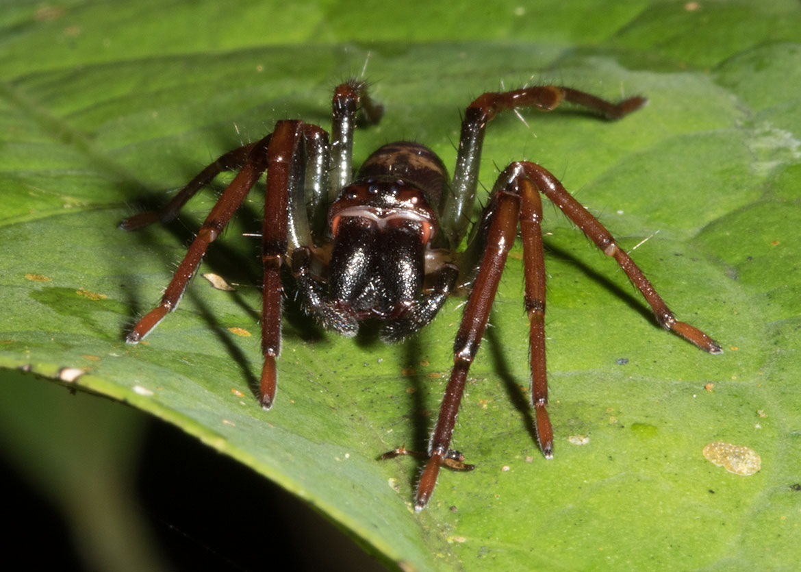 Brazilian Wandering Spider (Phoneutria fera) from Tambopata, Peru, showing reddish-brown legs and powerful chelicerae