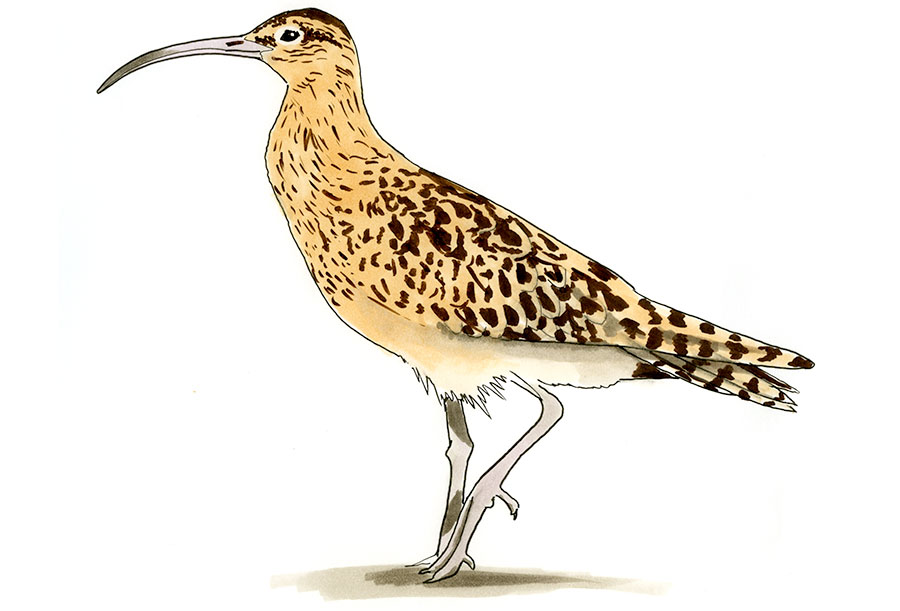 Watercolor and Copic marker sketch of a Bristle-thighed Curlew (Numenius tahitiensis), by Erik Gauger.