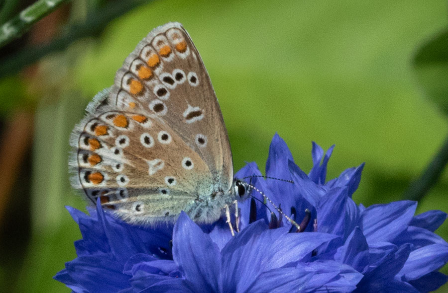 Brown Argus (Aricia agestis), Tengstedt, Schleswig-Holstein, Germany