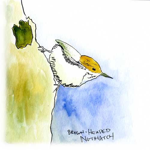 Watercolor and Copic marker sketch of a Brown-headed Nuthatch (Sitta pusilla), by Erik Gauger.
