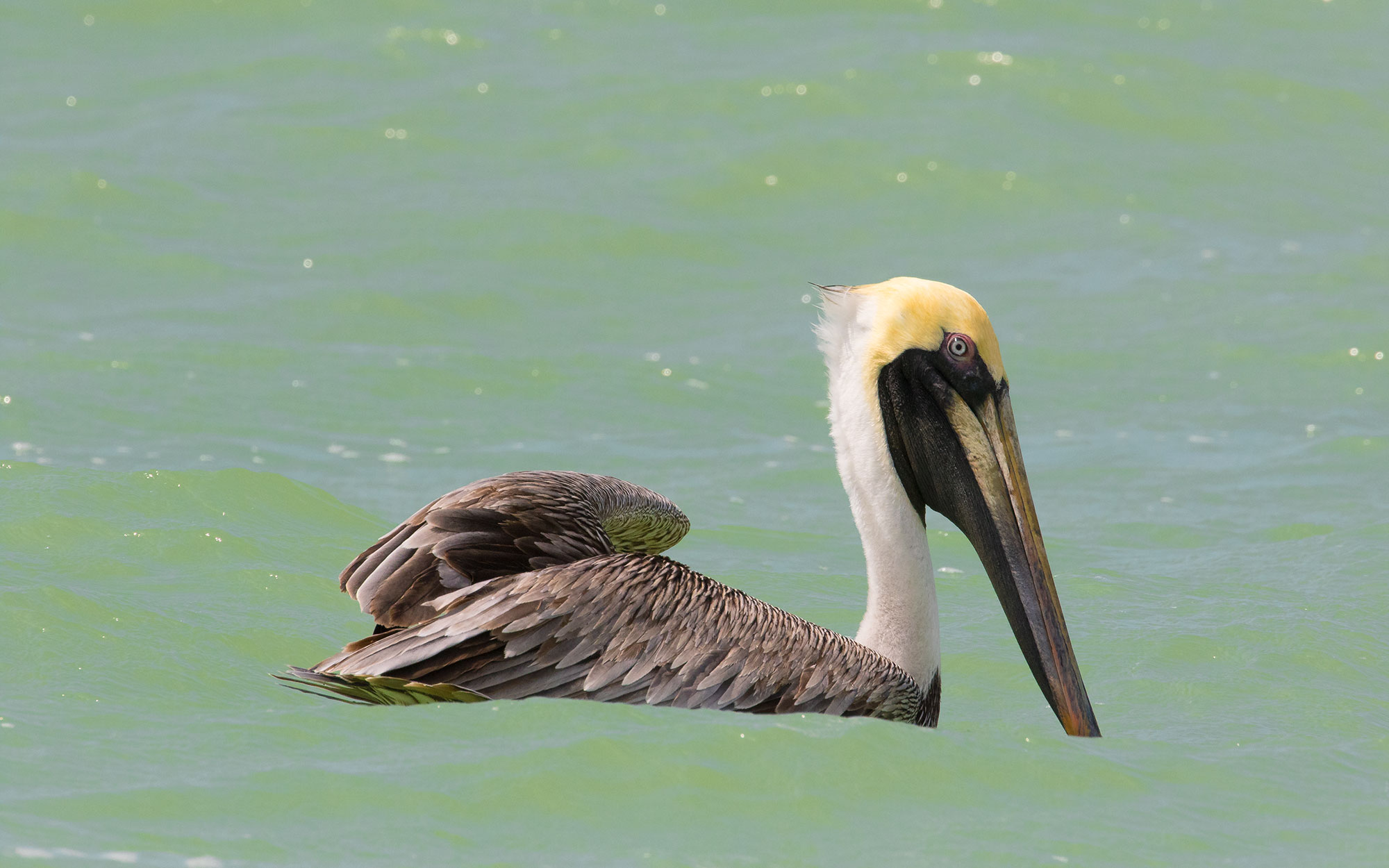 Brown Pelican in Baja Sur, Mexico