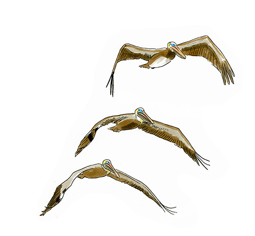 Watercolor and Copic marker sketch of a Brown Pelican (Pelecanus occidentalis), by Erik Gauger.