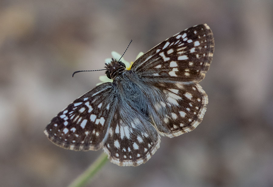 Tropical Checkered-Skipper (Pyrgus oileus), Guanacaste Province, Costa Rica