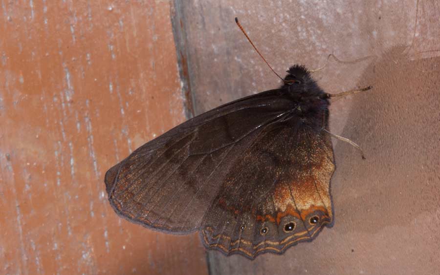 Butterfly, Unidentified, Andes, Ecuador