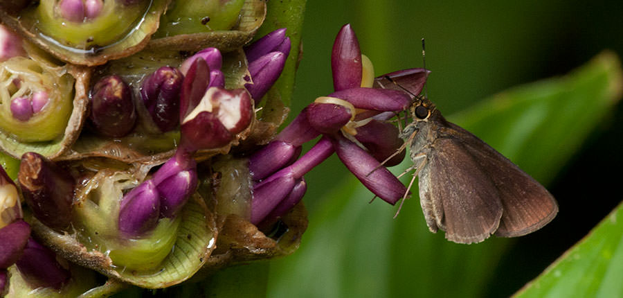 Unidentified Skipper, Panama