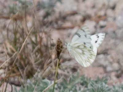 Western White (Pontia occidentalis), Mount Hood, Oregon