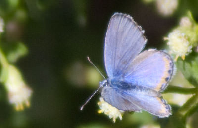 Acmon Blue (Plebejus acmon), Oregon