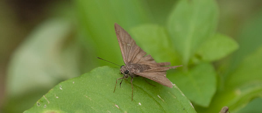Unidentified Skipper Butterfly, Panama