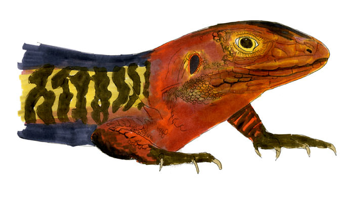Copic and watercolor sketch of Northern Caiman Lizard (Dracaena guianensis)