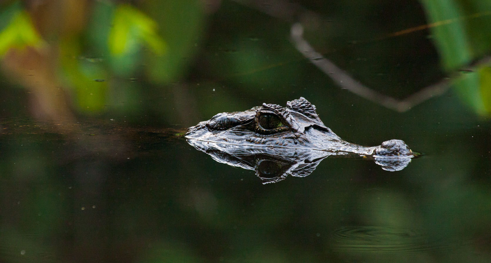 Spectacled Caimans
