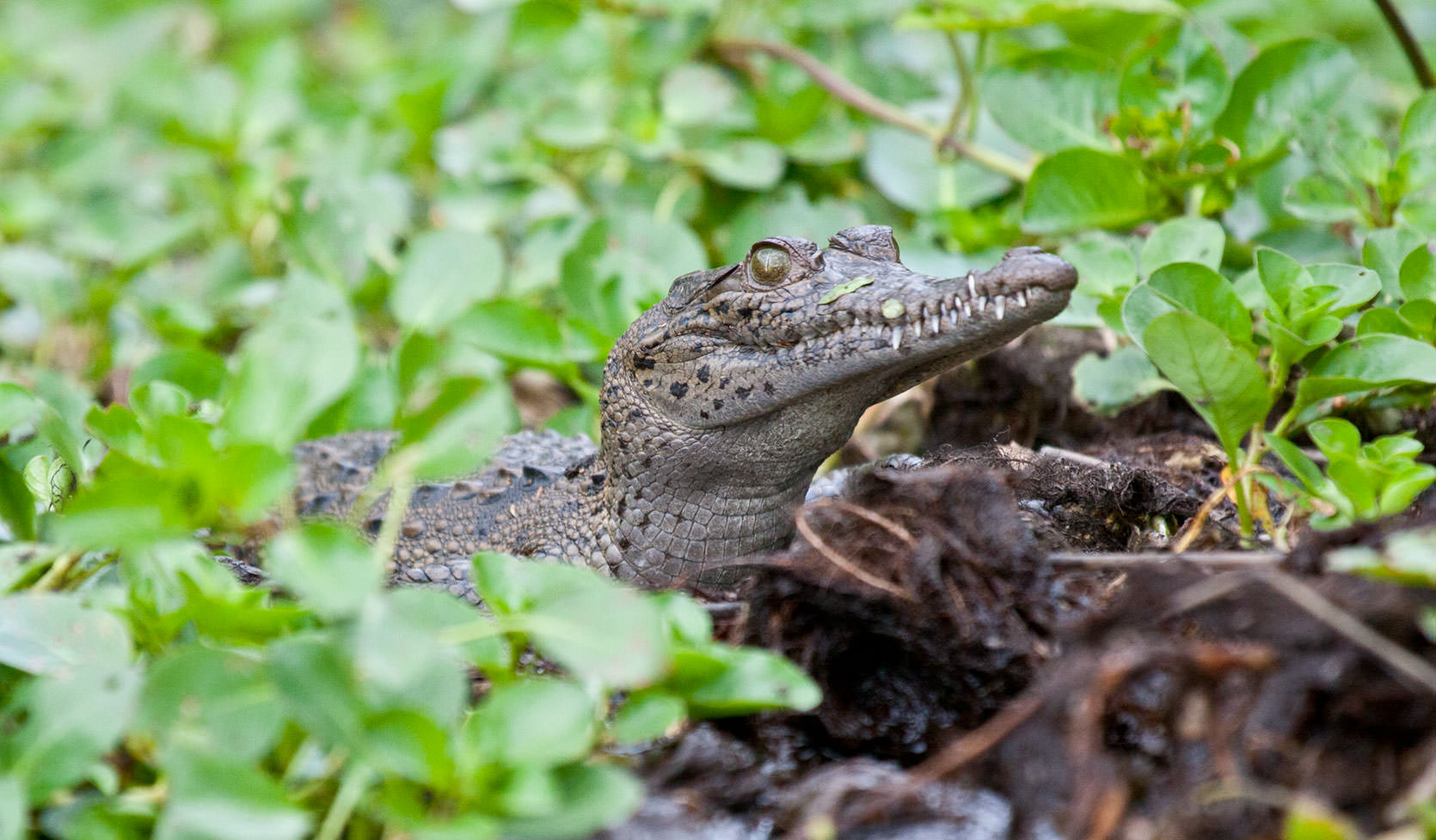 American Crocodile, Cuero Y Salado National Park