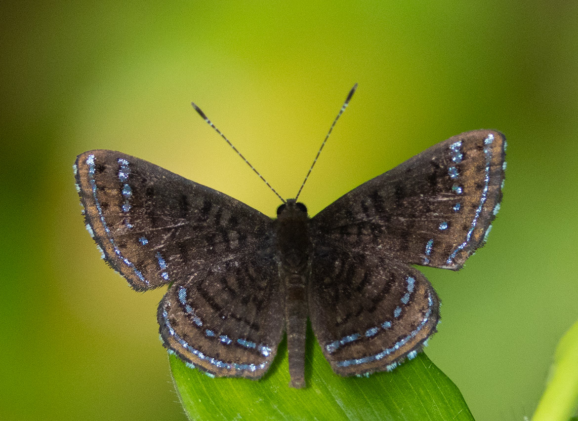 Calephelis iris Metalmark Butterfly (Calephelis iris), Cartago Province, Costa Rica