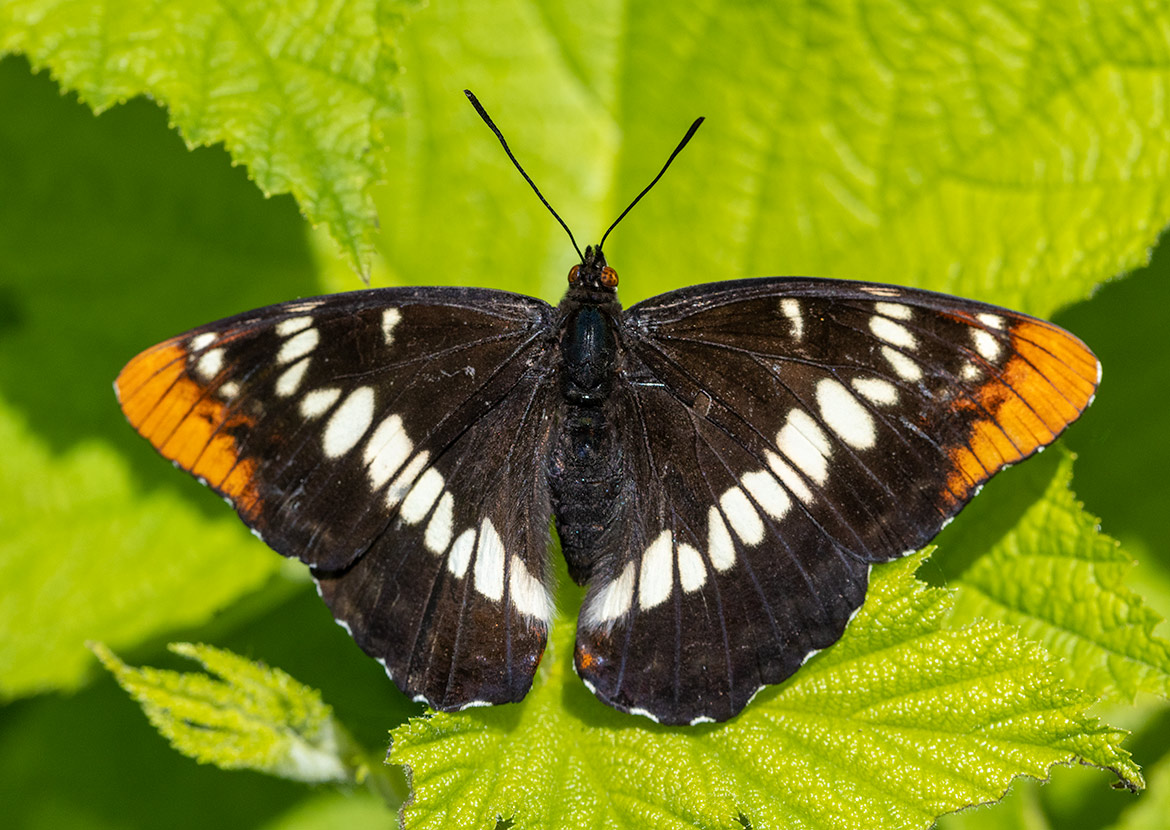 California Sister (Adelpha californica), Eagle Creek Gorge, Oregon