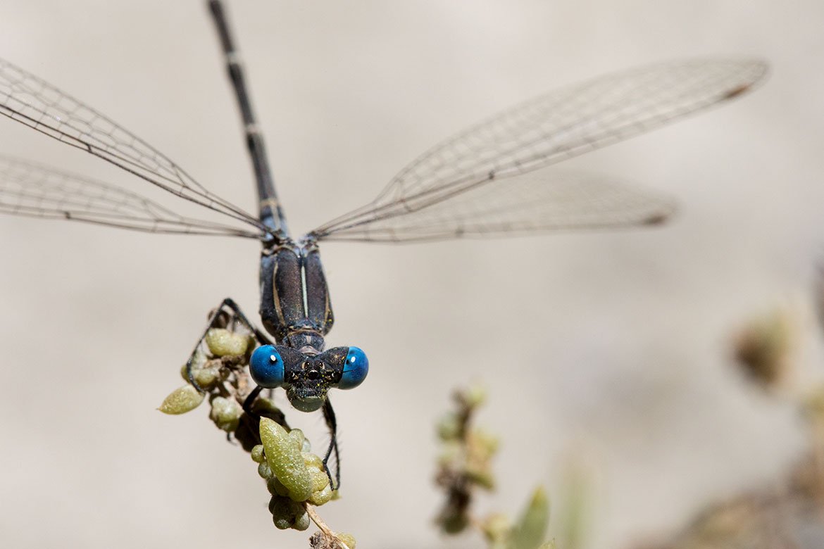 California Spreadwing (Archilestes californicus) at Tualatin NWR, Oregon—typical spreadwing posture with partly open wings