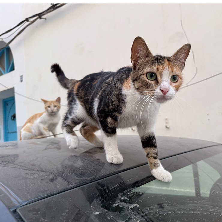Two street cats climbing on a dusty car in a narrow alley in Tunis; a calico cat with green eyes leads in the foreground, while an orange-and-white cat follows in the background near a white wall and blue doorway.