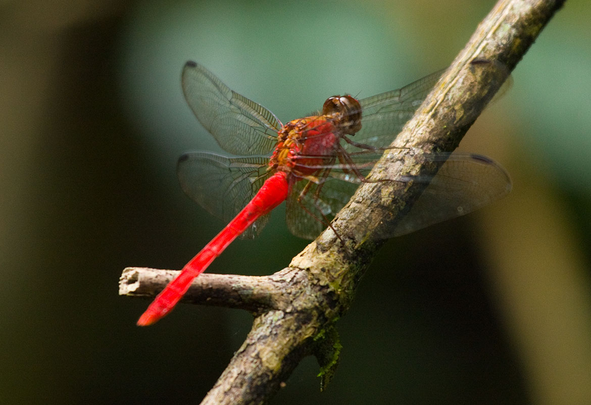 Carmine Skipper (Orthemis discolor) in Panama's Soberanía—deep red Orthemis male on sunny perch