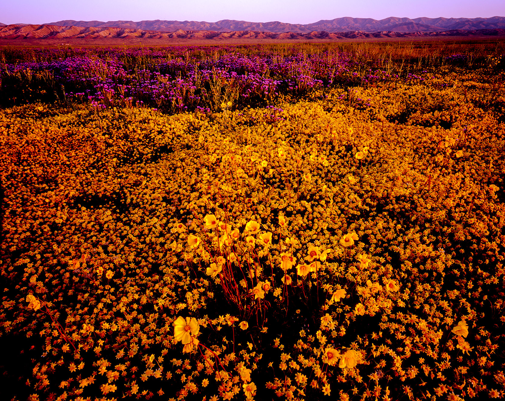 Carrizo Plain blooms