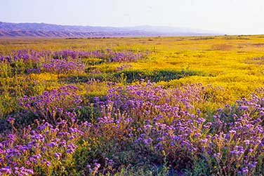 Carrizo Plains