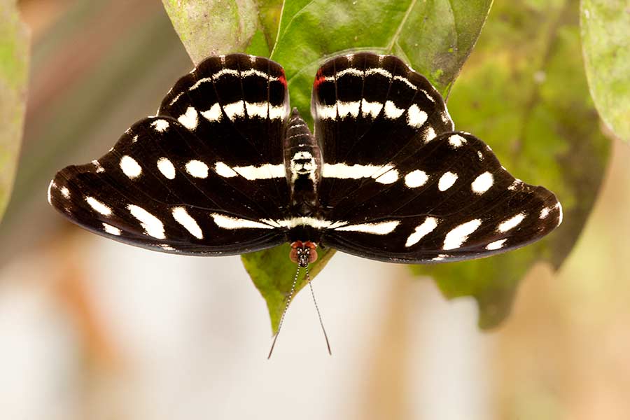 Catonephele antinoe, Yasuni National Park, Ecuador