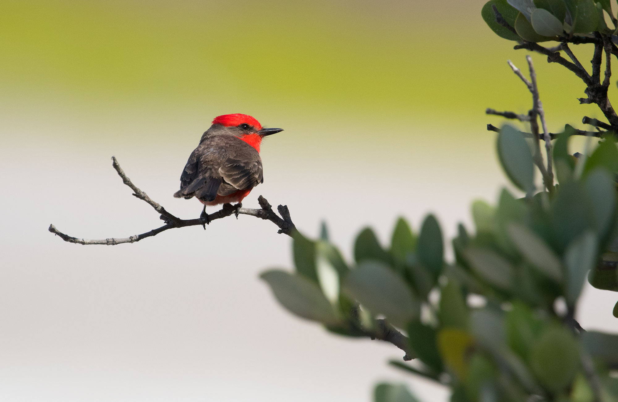 Vermillion Flycatcher at the Celestun Biosphere Reserve