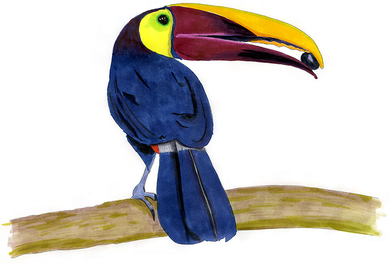 Watercolor and Copic marker sketch of a Yellow-throated Toucan (Ramphastos ambiguus), by Erik Gauger.