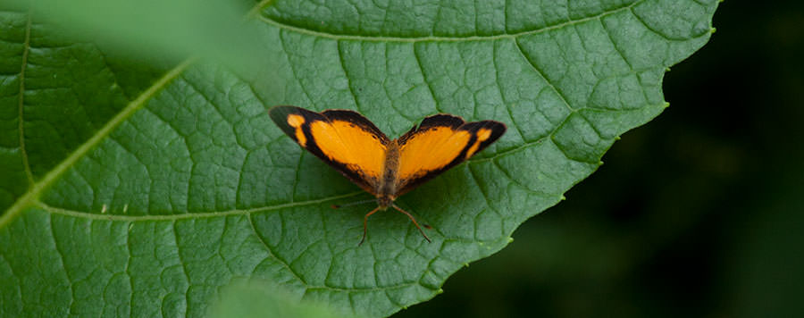 Claudina Crescent (Tegosa claudina), Panama