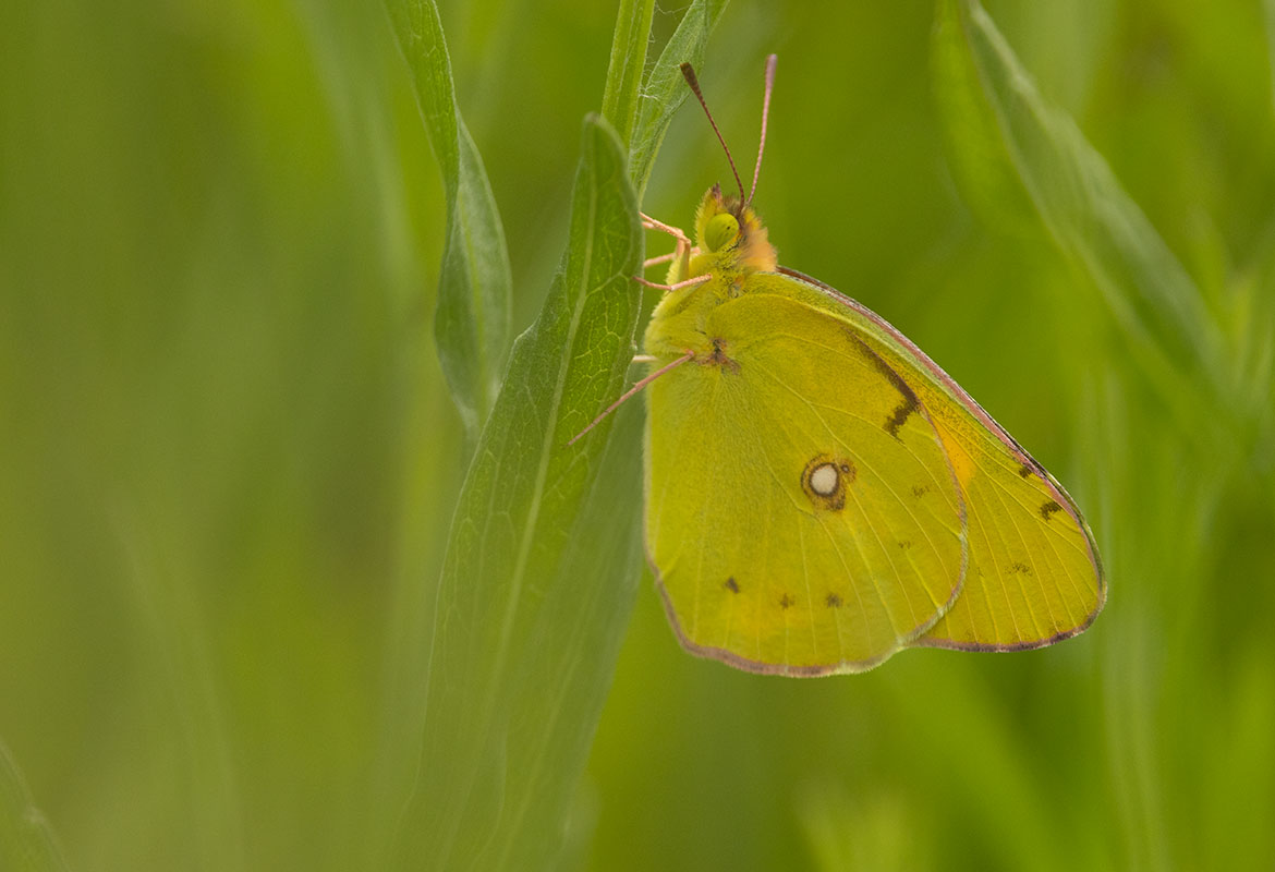 Clouded Yellow Butterfly (Colias croceus), Sečovlje Salina Nature Park, Piran, Slovenia