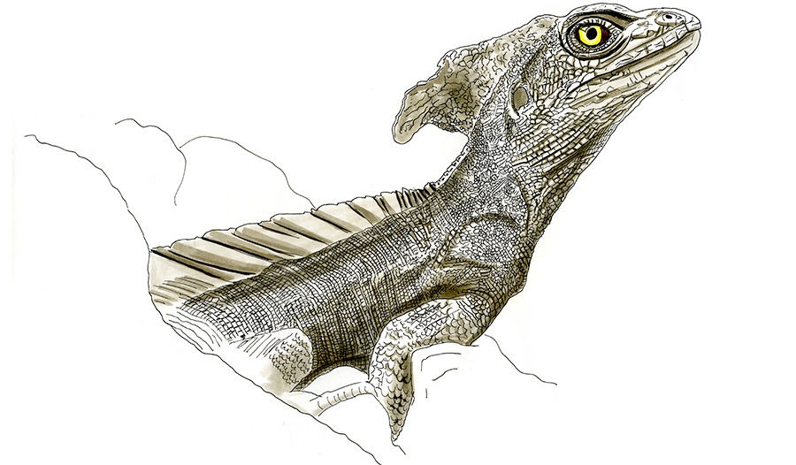 Copic and watercolor sketch of Common Basilisk (Basiliscus basiliscus)