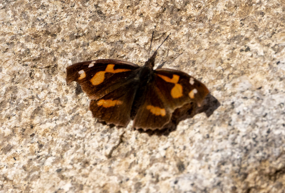 Common Beak (Libythea lepita), Ganghwa Island, South Korea