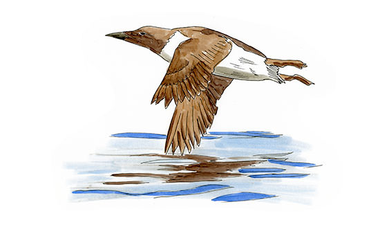 Watercolor and Copic marker sketch of a Common Murre (Uria aalge), by Erik Gauger.