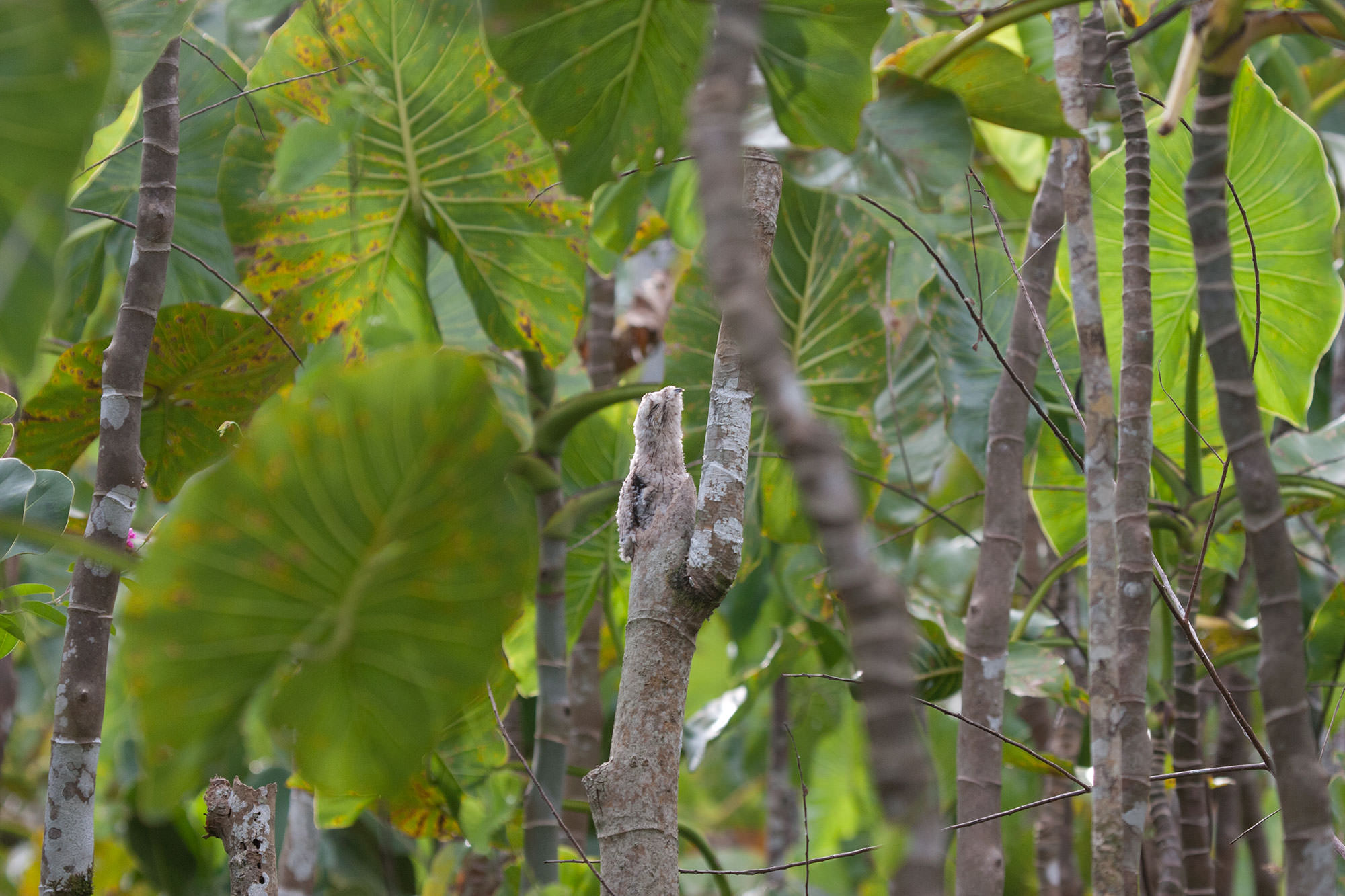 Common Potoo hiding in large-leaved trees in the Amazon.