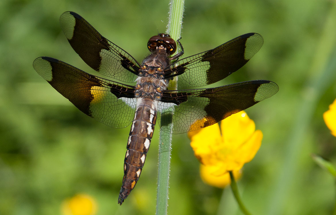 Common Whitetail (Plathemis lydia) from Tualatin, Oregon—broad white abdomen of the male morph species