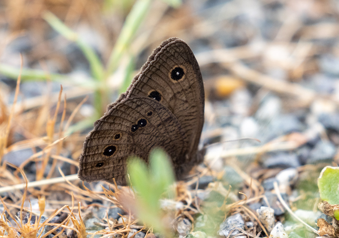 Common Wood-nymph (Cercyonis pegala), Carver Park Reserve, Carver County, Minnesota