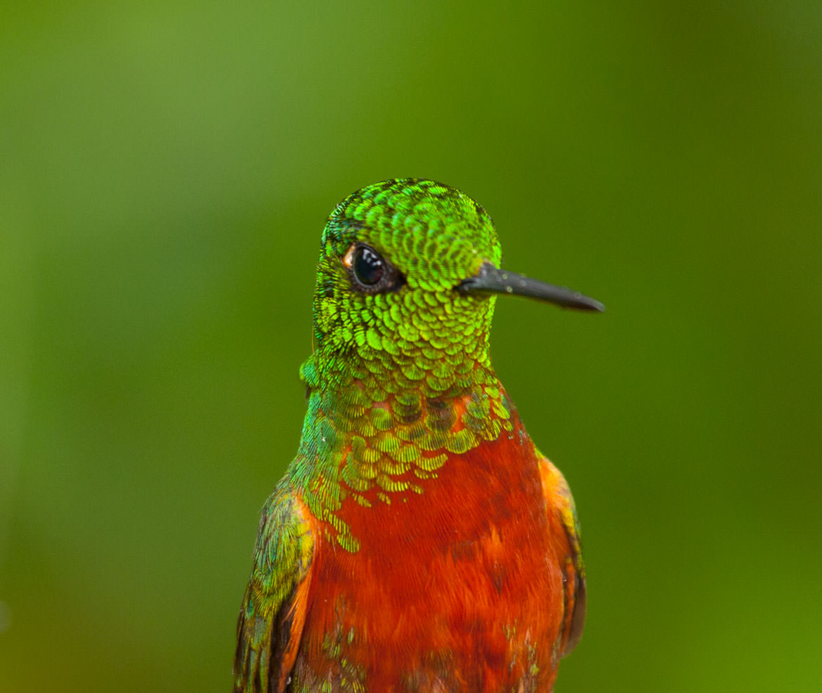 Chestnut-breasted Coronet