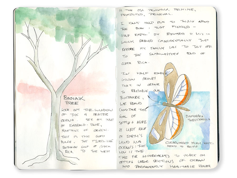 Sketch of Costa Rica Tree