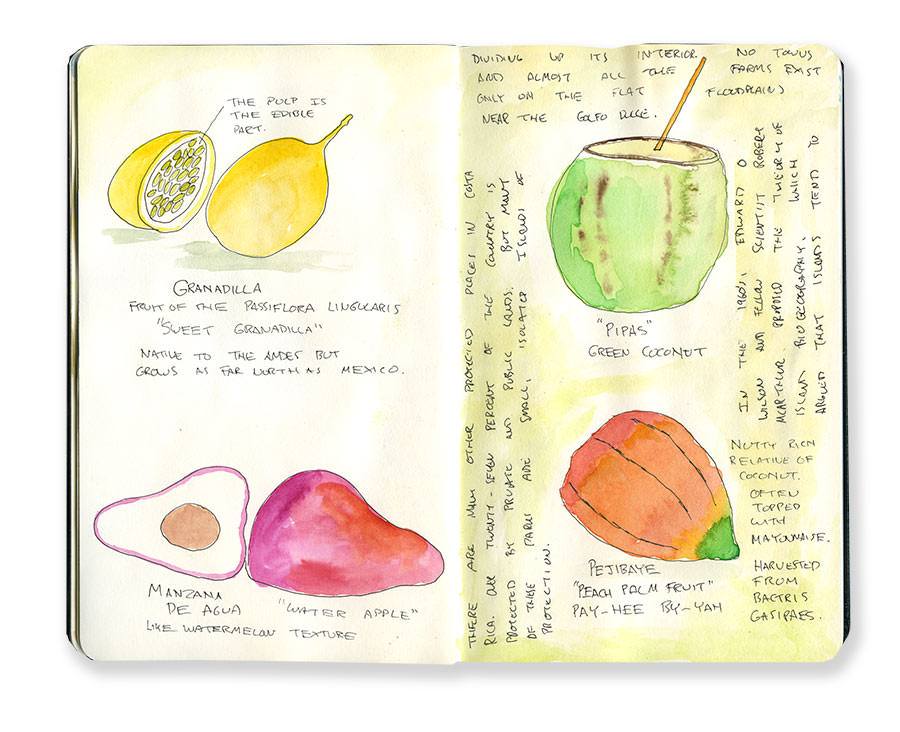 Costa Rica Sketches of Fruits