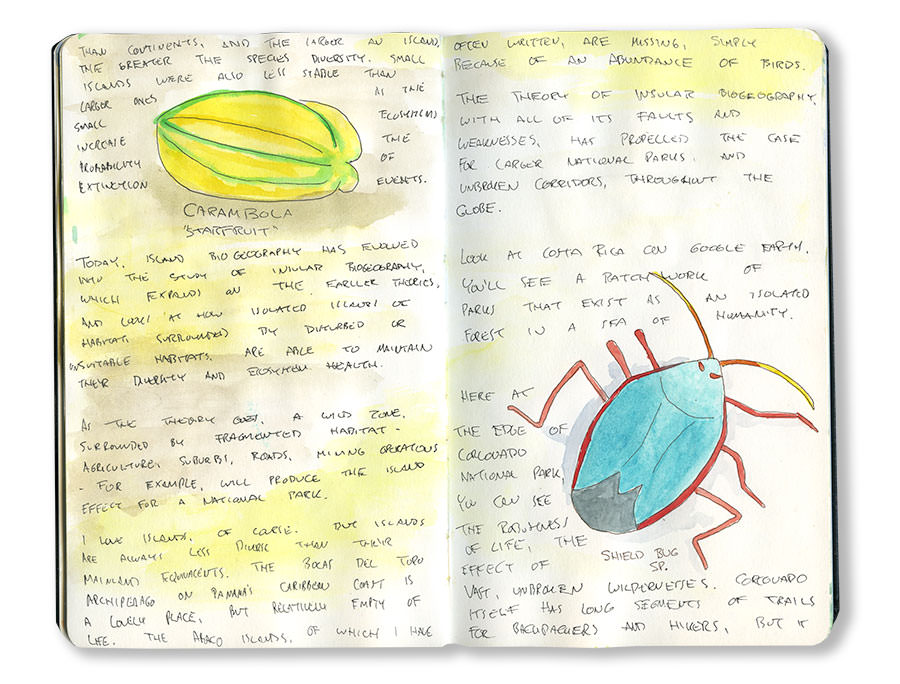 Costa Rica Shield Bug Sketch