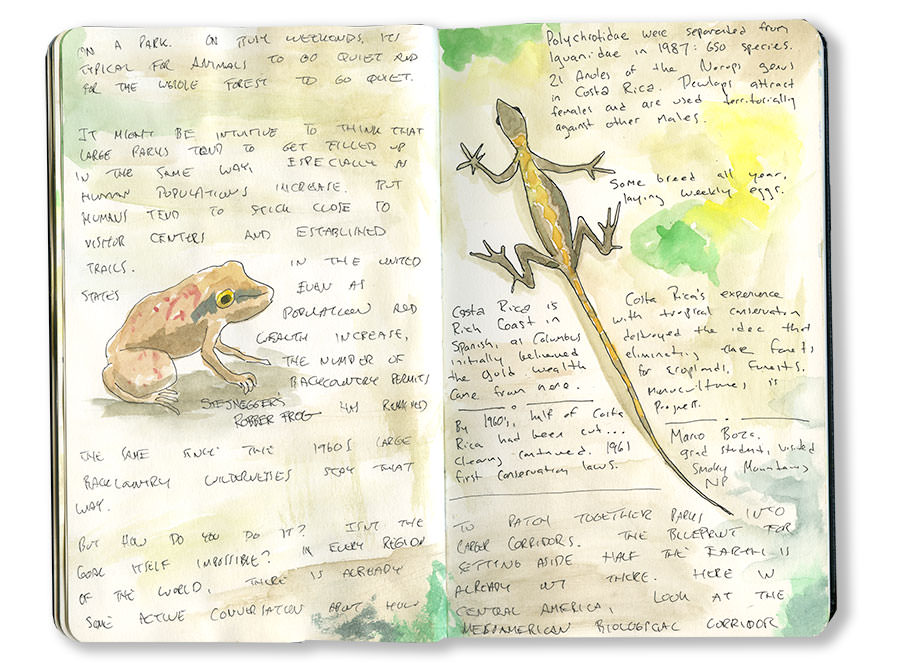 Anole in Costa Rica Sketch