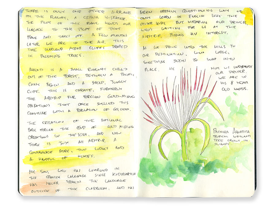 Sketch of Costa Rican Tropical Wetland