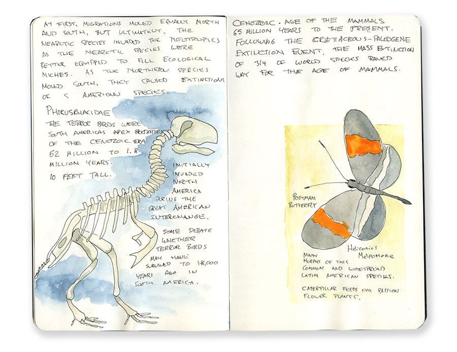 Sketch of Costa Rican Ancient Creature