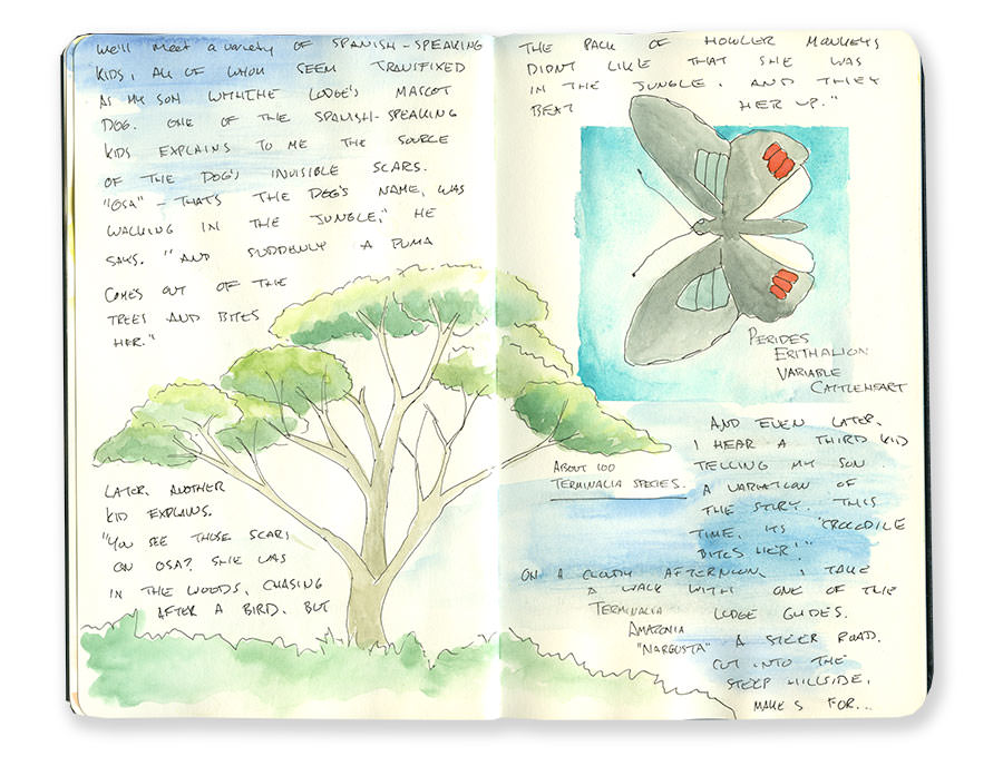 Costa Rica Sketches of Trees