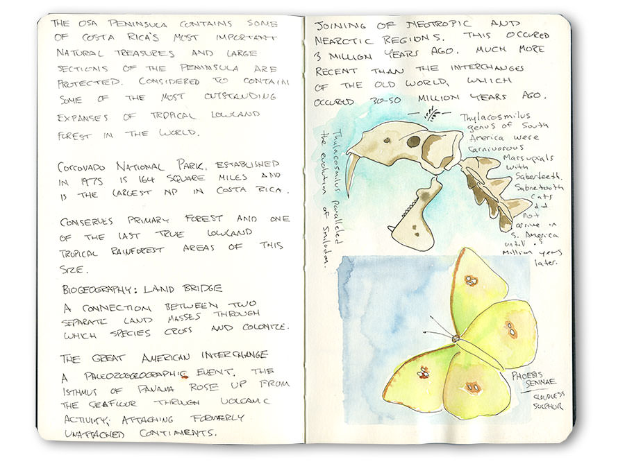 Sketech of Costa Rica Butterfly