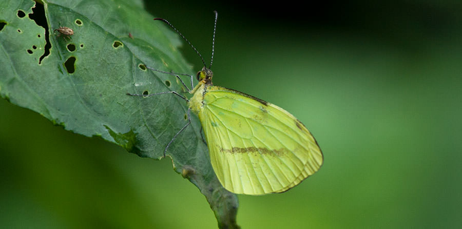 Costa-Spotted Mimic White (Enantia albania), Panama