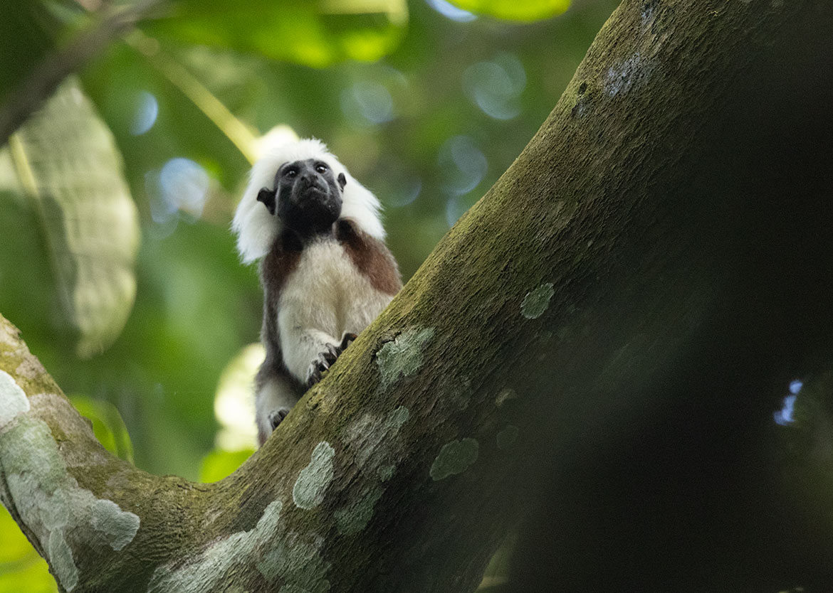 Cotton-top Tamarin (Saguinus oedipus), Caribbean lowlands of Colombia