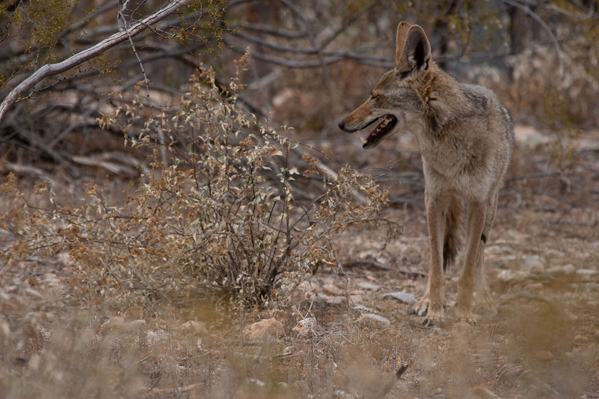Coyote (Canis latrans)