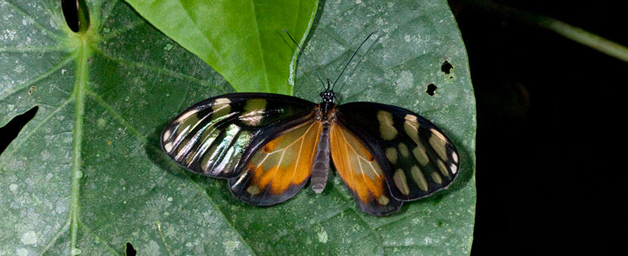 Crathis Tigerwing (Olyras Crathis), Panama