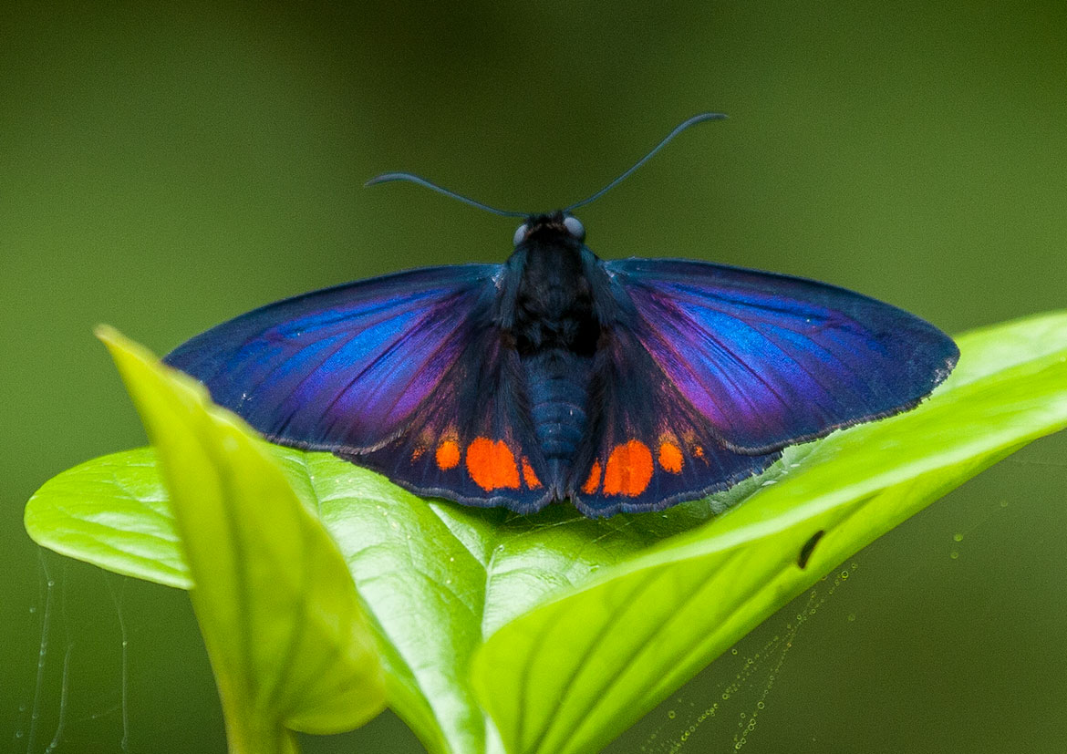 Creon Skipper, Lilliana subspecies (Creonpyge creon lilliana), El Valle de Anton, Panama