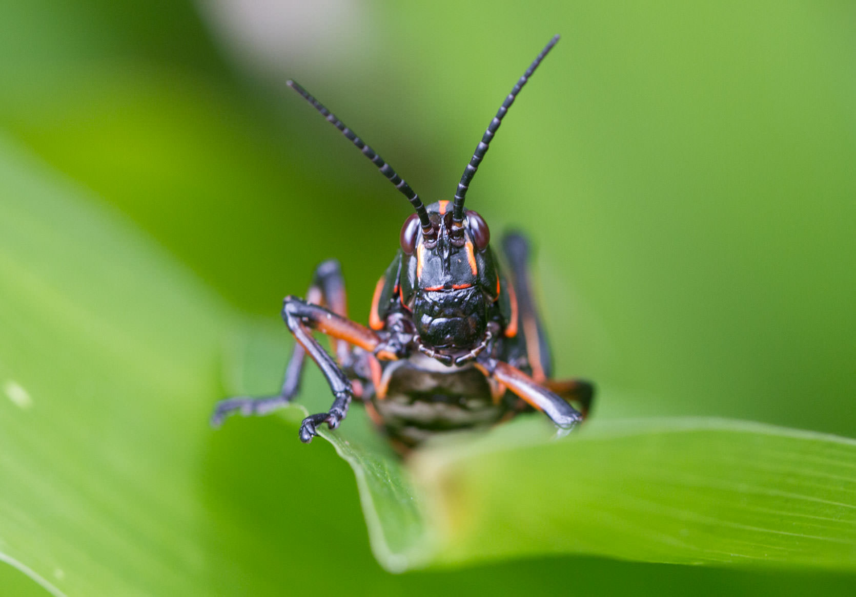 Sweet Southern Swamp, a large cricket peers out from the undergrowth.