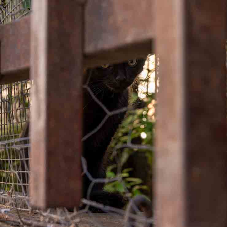 Feral Kitten in Rovinj, Croatia