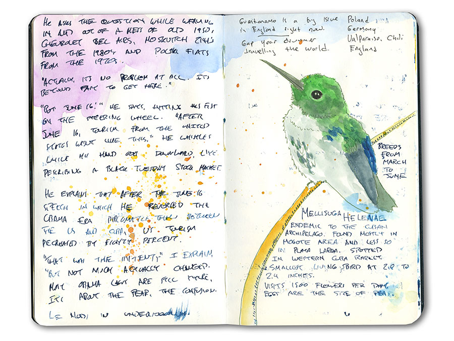 Hummingbird in Cuba Sketch